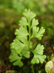 Anogramma leptophylla. Mature plant growing terrestrially.
 Image: L.R. Perrie © Leon Perrie CC BY-NC 3.0 NZ